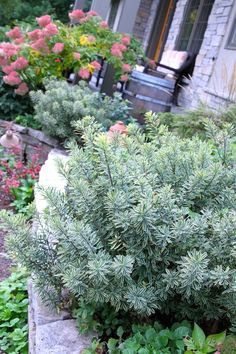 some bushes and flowers in front of a house