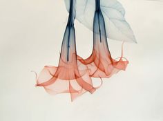 The World Inside Out – 50 Examples of Professional X-Ray Photography Ballerina Skirts, Transparent Flowers, Photography Gallery, Photoshop Photography, Traditional Paintings