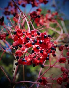 some red flowers with black berries on them