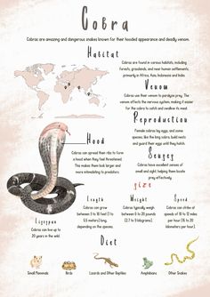 an illustrated poster with words describing the different types of animals and their names in english