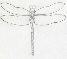 a pencil drawing of a dragonfly sitting on top of a piece of paper