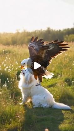 a dog and an eagle are in the grass