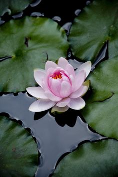 a pink water lily floating on top of green leaves