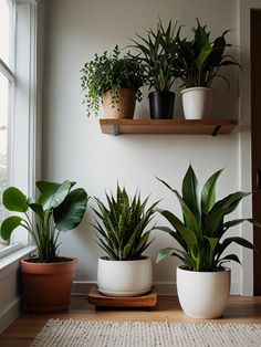 Indoor plants arranged in white, black, and terracotta pots, with a wooden floating shelf holding potted greenery against a white wall. Plant Bay Window, Zen Plants Indoor, Living Room Plants Decor Small Spaces, Zen Balcony, Planting In Clay, Indoor Plant Display, Indoor Planting, Room Plants