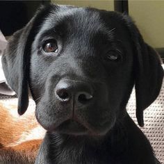 a black dog laying on top of a couch