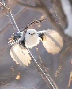 a small white bird is flying on a tree branch with its wings spread wide open