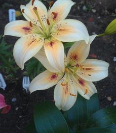 two white lilies are blooming in the garden