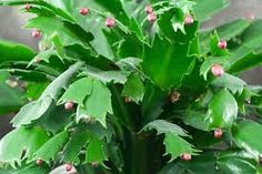 green leaves with tiny pink dots on them