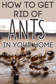 how to get rid of ants in your home