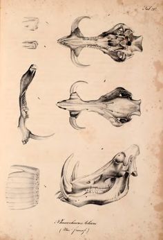 an old book with different types of fish and their skeletons on the page in it