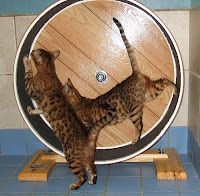 two cats playing with each other in front of a round object on the floor,