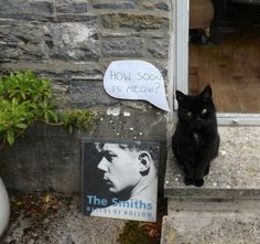 a black cat sitting on the steps next to a sign