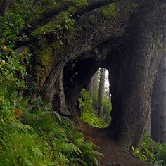 an old tree that is growing out of the side of a trail in the woods