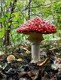 a red mushroom sitting on the ground next to some leaves and trees in the woods