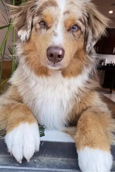 a brown and white dog sitting on top of a table next to a potted plant