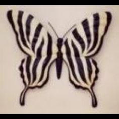 shelltop Zebra Print Tattoo For Women, Zebra Print Tattoos, Tattoo Papillon, Zebra Tattoos, Zebra Butterfly, Mark Tattoo, Art College, Daughter Tattoos, Ehlers Danlos