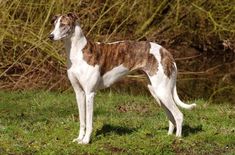 a brown and white dog standing on top of a grass covered field next to trees