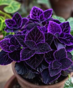 purple and green leaves in a potted plant