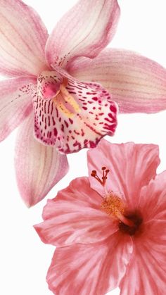 two pink flowers on a white background with one flower in the foreground and the other behind it