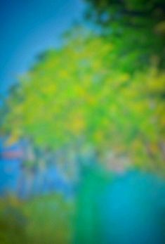 blurry photograph of green trees and blue water