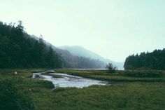 a river running through a lush green forest filled with lots of tall grass and trees