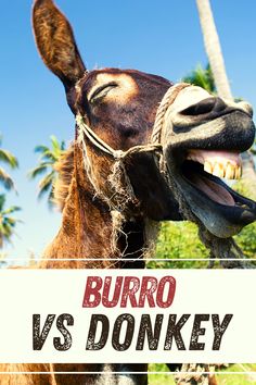 a donkey with its mouth open and the words burro vs donkey