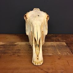 an elephant's skull is shown on a wooden table