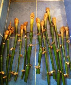 several stalks of asparagus are arranged in a row on a blue tile floor