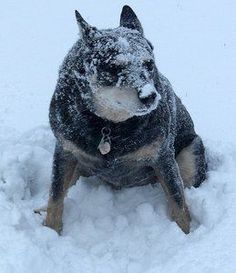 a dog is sitting in the snow outside