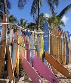 surfboards are lined up on the beach with palm trees in the backgroud