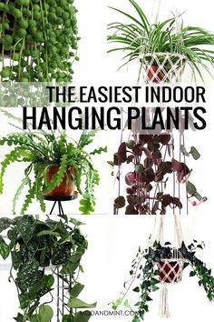 the best indoor hanging plants to grow in your home or office, including houseplants and succulents