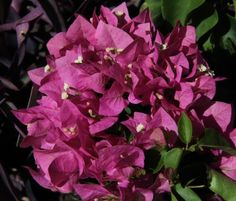 purple flowers are blooming in the sun and green leaves on the bush behind them