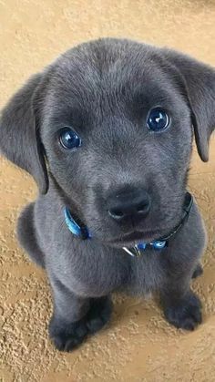 a black puppy with blue eyes sitting on the floor