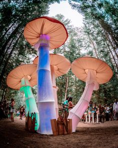 there are many giant mushrooms in the forest