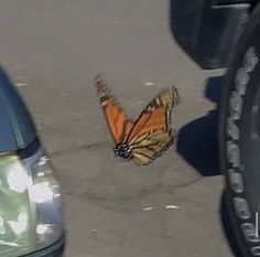 a butterfly is flying in front of a car