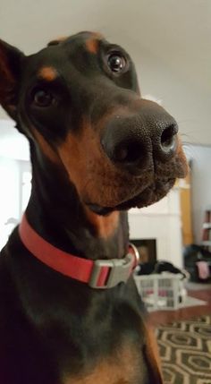 a black and brown dog with a red collar looking at the camera while standing in a living room