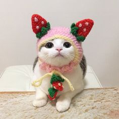 a cat wearing a knitted hat and scarf sitting on top of a white table