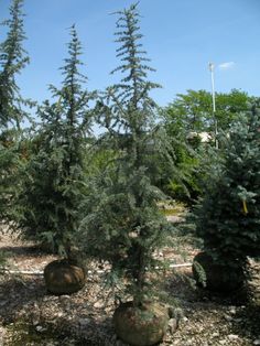 some very pretty green trees in the dirt