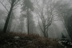 foggy forest with trees and leaves on the ground