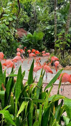 many pink flamingos are standing in the water near some green plants and palm trees