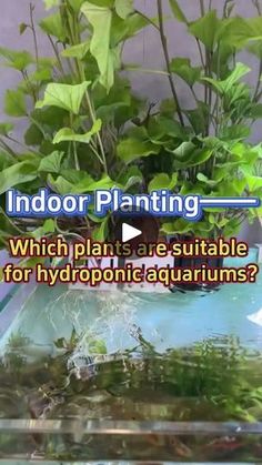 indoor plants are suitable for hydroponic aquariums and how to use them