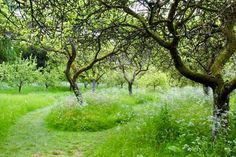 an area with many trees and green grass on the ground, surrounded by tall grass