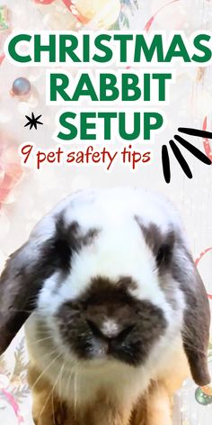 Deck the halls with bunny safety in mind! Our guide helps you choose holiday decorations that are festive and safe for your rabbit | christmas rabbit setup | rabbit on holiday | bunny proof christmas tree | Holiday pet safety | rabbit proof christmas tree