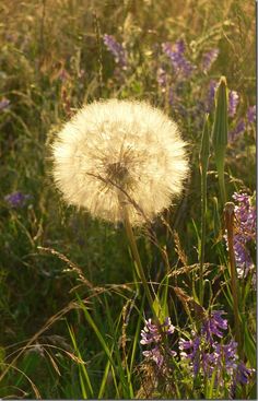 a dandelion in the middle of a field with purple flowers