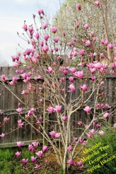 a tree with pink flowers in front of a fence