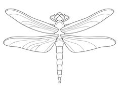 a large dragonfly sitting on top of it's wings with its eyes closed