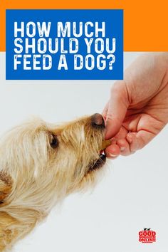 a person feeding a dog food from their hand with the words how much should you feed a dog?