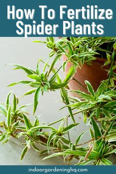 a potted plant with the title how to fertilize spider plants on it