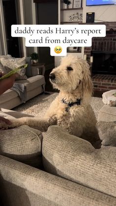 a dog sitting on top of a couch in front of a fire place with a caption that reads, daddy reads harry's report card from day care