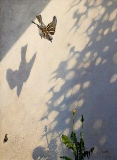 the shadow of a bird flying next to a plant